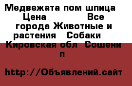 Медвежата пом шпица › Цена ­ 40 000 - Все города Животные и растения » Собаки   . Кировская обл.,Сошени п.